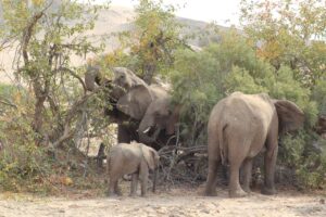 Elephants eating