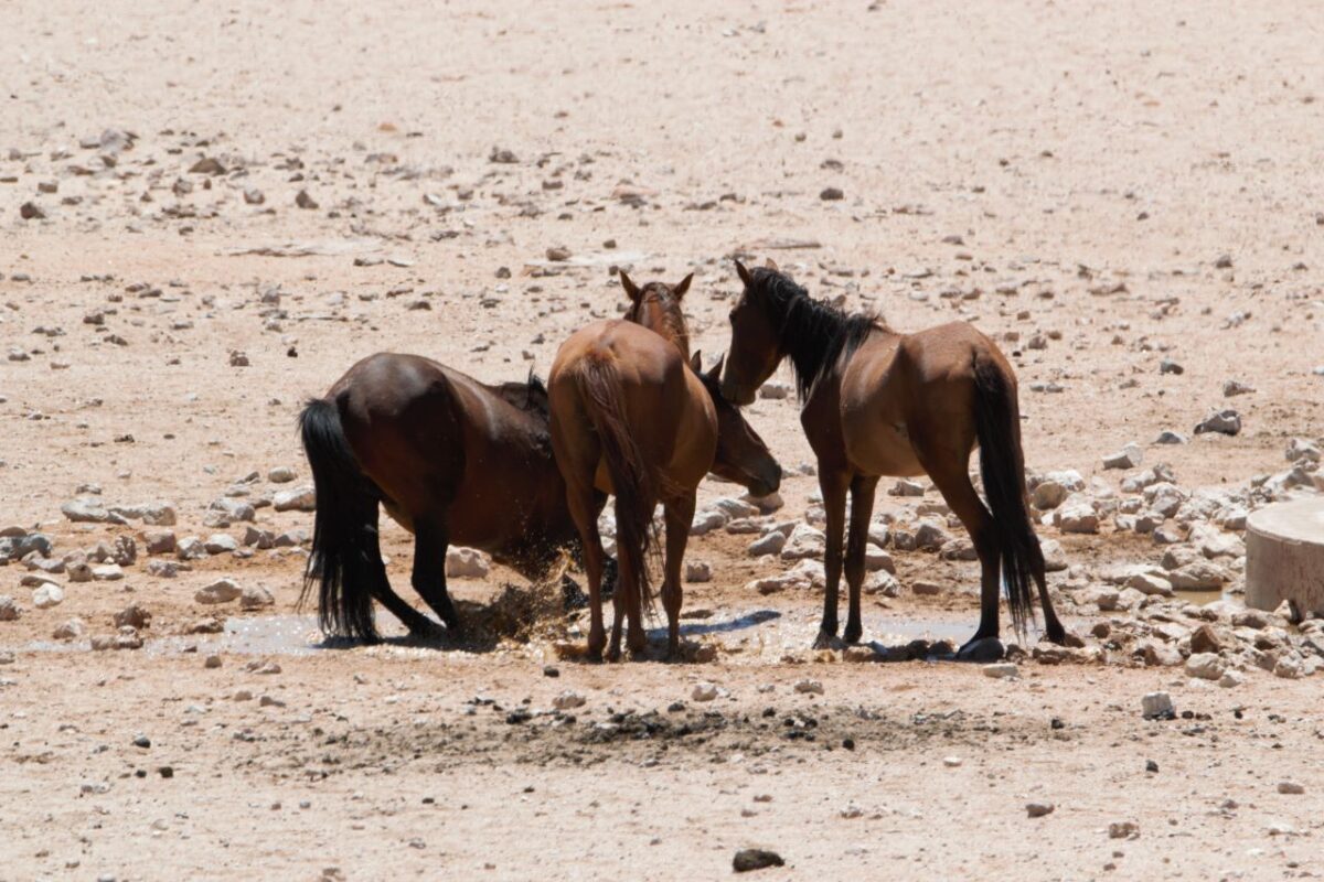 Desert Horses of Aus