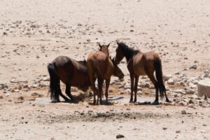 Desert Horses of Aus