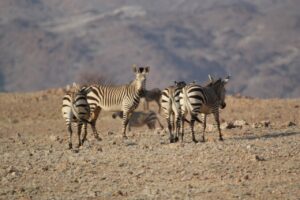 Mountain Zebras