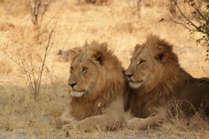 Male Lions