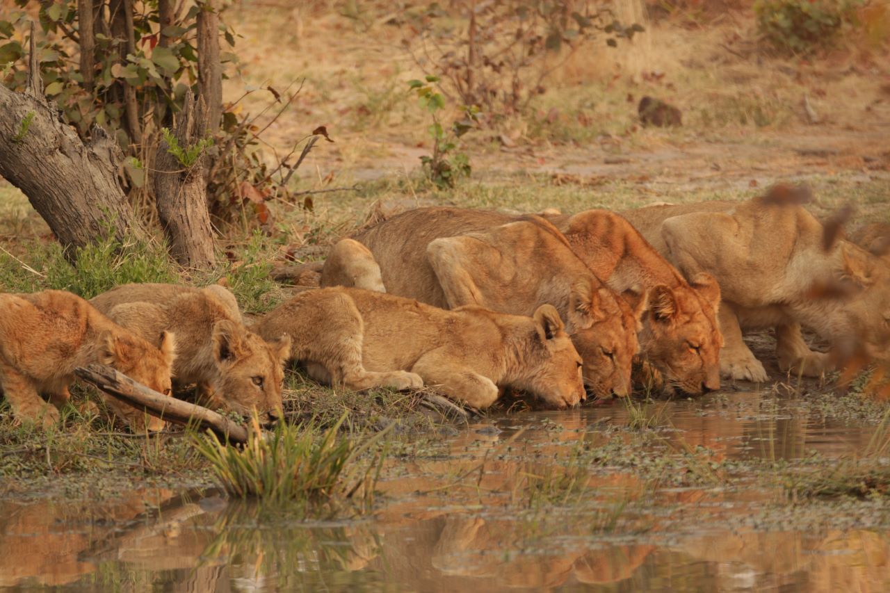 Lionesses drinking