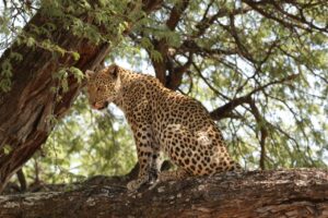 Leopard sitting in tree