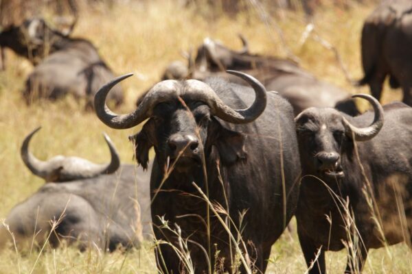 Buffalo
