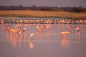 Flamingos at Nata