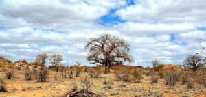 Baobab Tree, Savuti