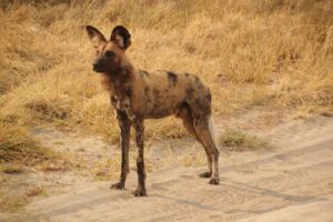 Wild Dog