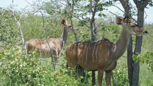 Kudu Antelope