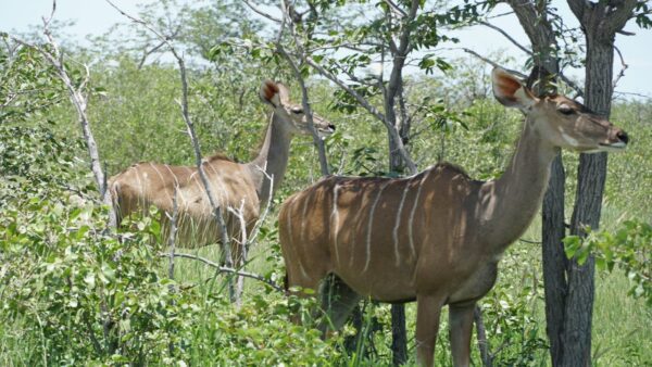 Kudu Antelope