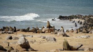 Cape Cross Seal Colony