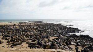 Large number of Cape Cross Seals