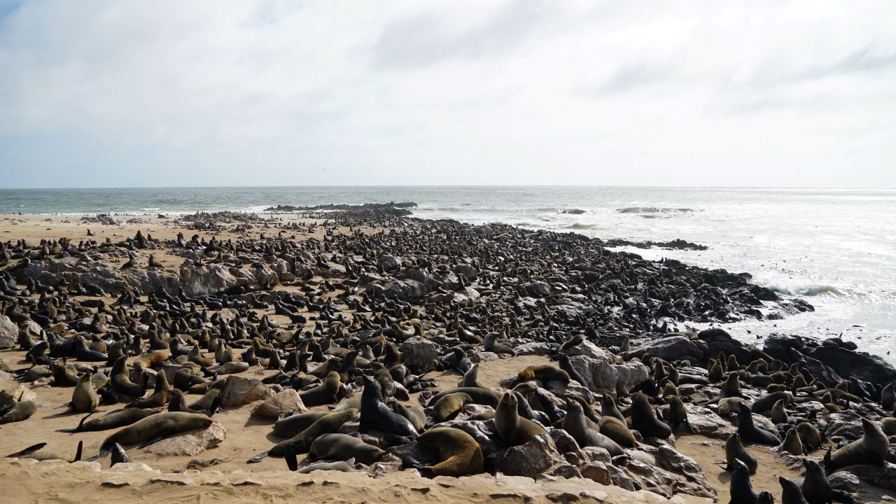 Large number of Cape Cross Seals