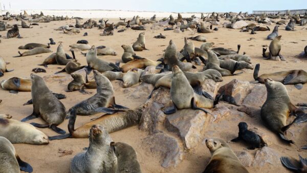 Cape Cross Seal Colony