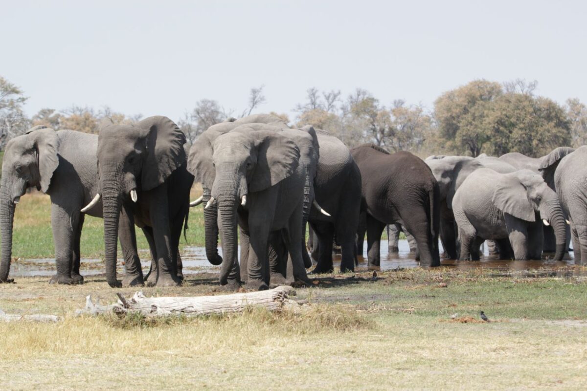 Herd of elephants
