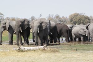 Herd of elephants