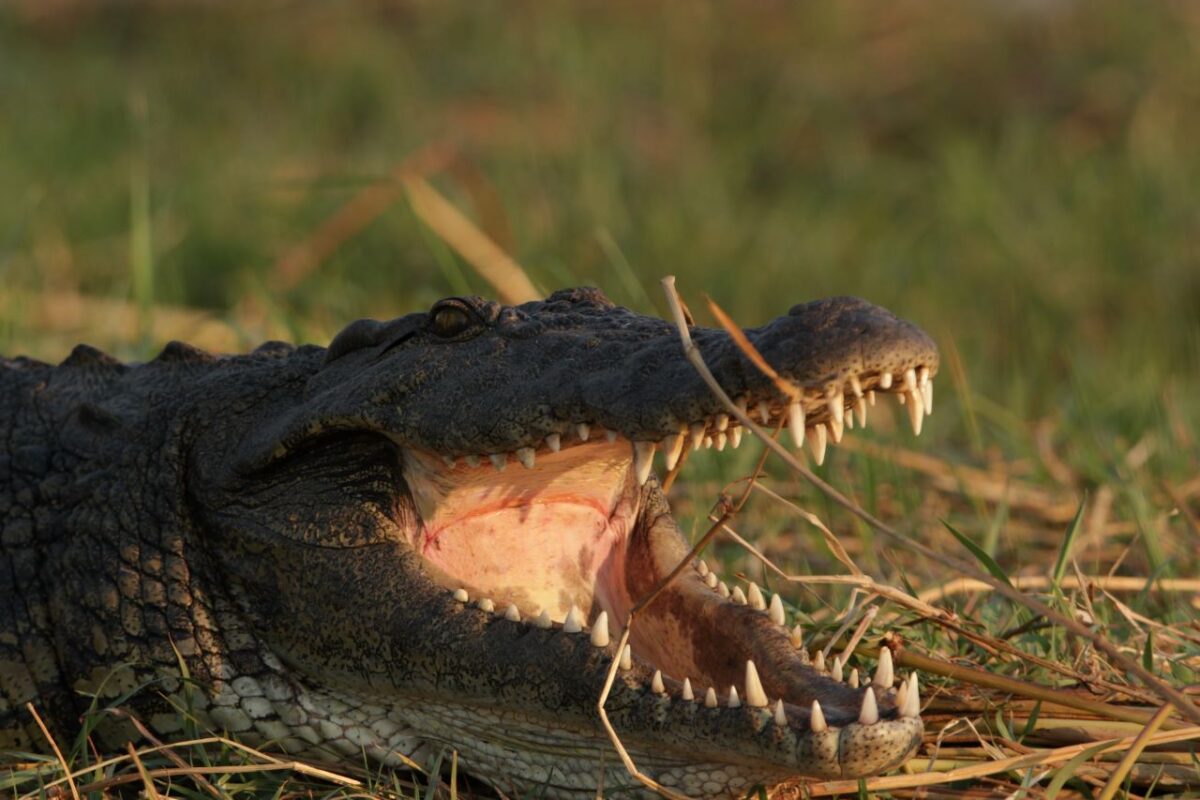 Crocodile with its mouth open