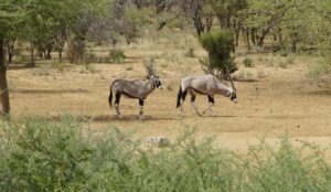 Oryx Antelopes