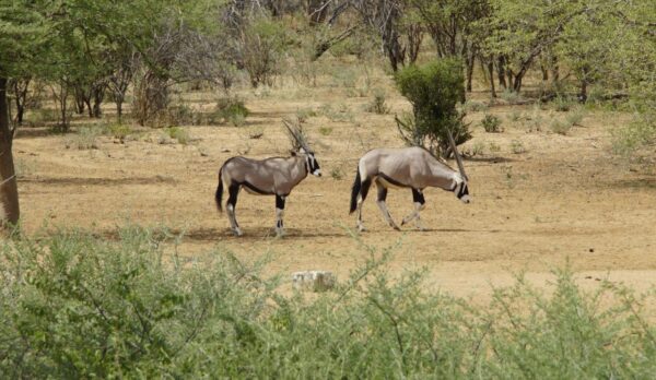 Oryx Antelopes