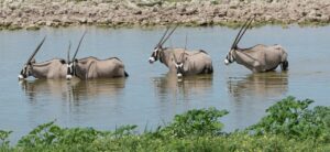 Oryx Antelopes standing in watering-hole - Gemsbok National Park
