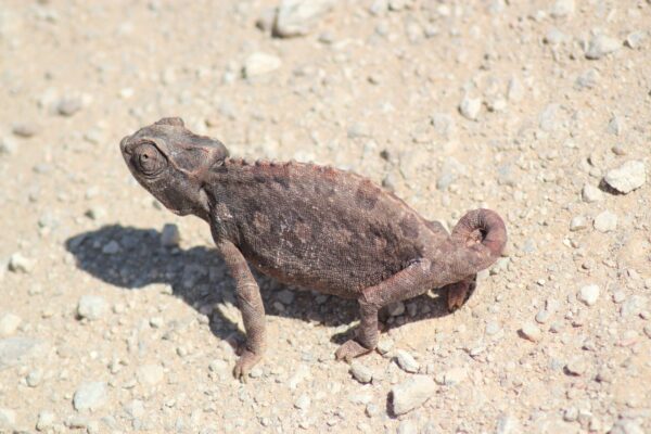 Desert Chameleon