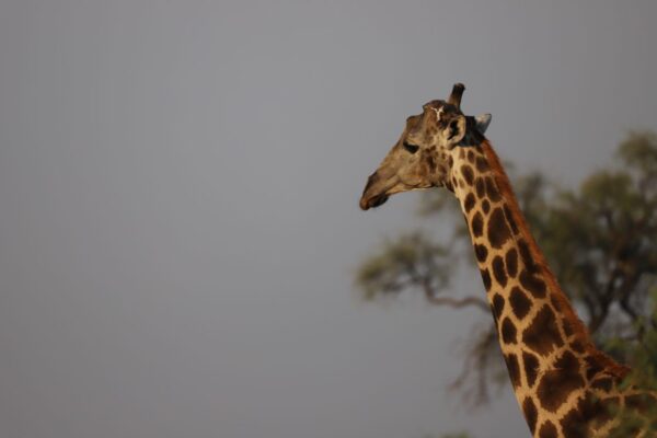 Giraffe head