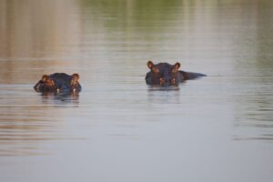 Hippos in water