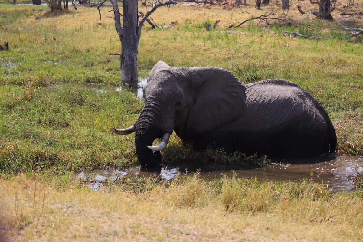 Elephant standing in water