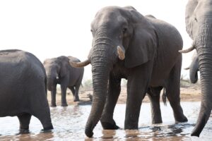 Elephants in water