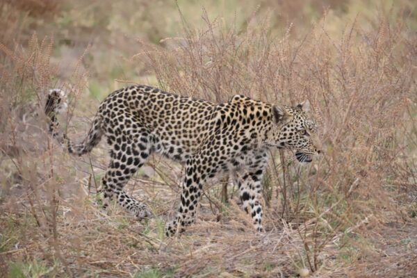 Leopard