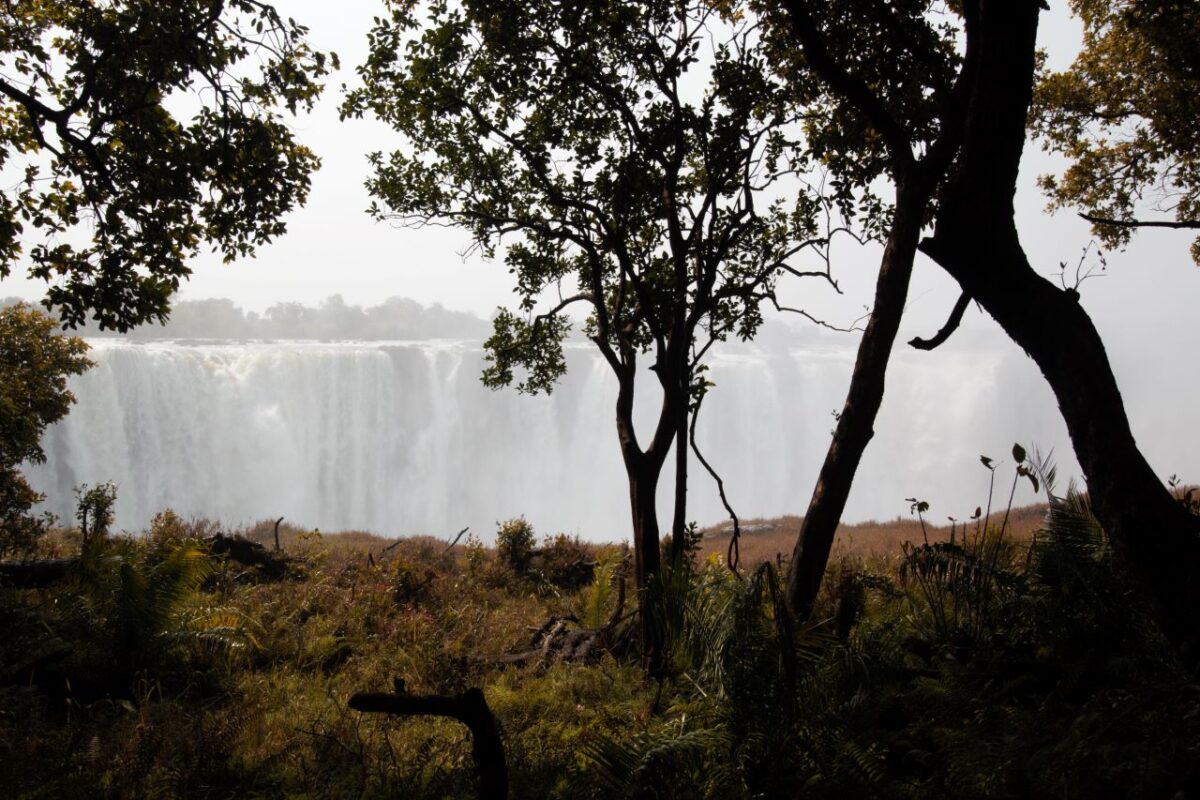 View onto the Vic Falls from the forest path