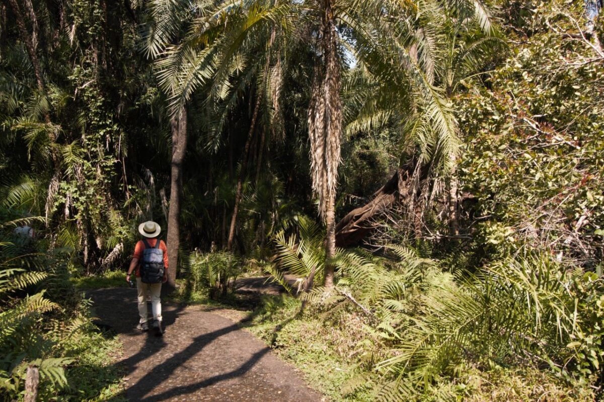 Victoria Falls Forest Path