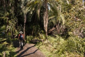 Victoria Falls Forest Path