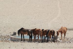 Desert Horses drinking at watering-hole