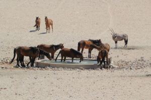 Desert Horses & Oryx