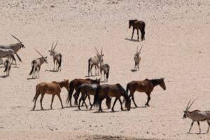 Desert Horses & Oryx Antelopes