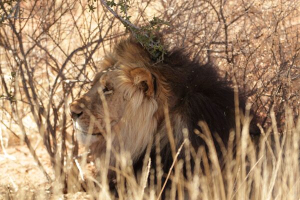 Black-maned Kalahari Lion