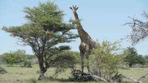 Giraffe next to a tree in Khutse Game Reserve