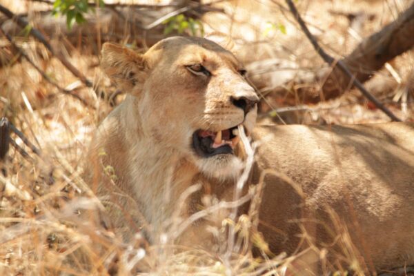 Lioness in Mudumu Game Park