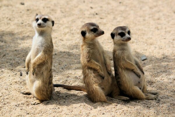 3 Suricates sitting