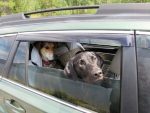dogs looking out car window