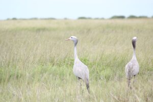Blue Cranes