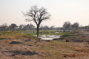 Khwai River Landscape