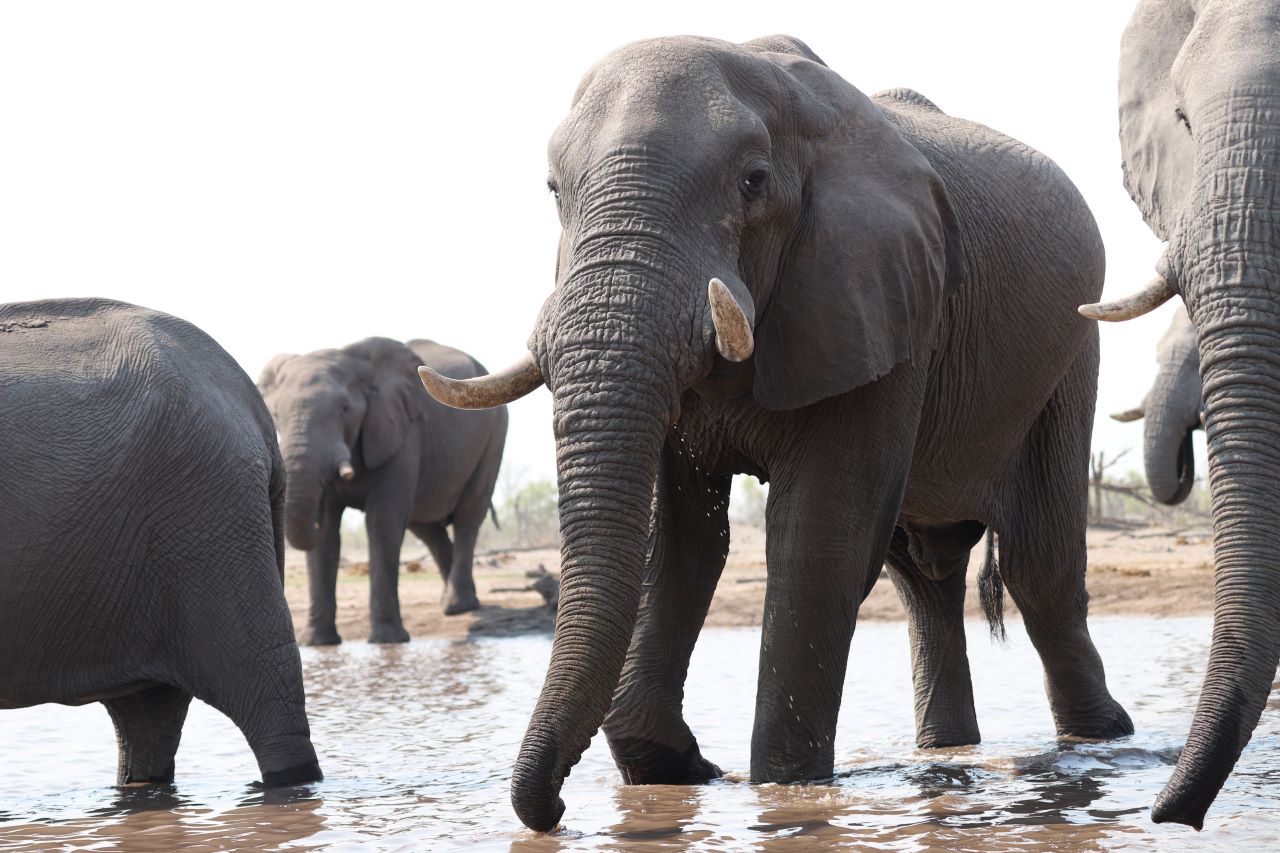 Elephants in water