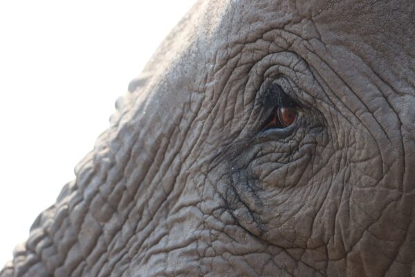 Elephant eye