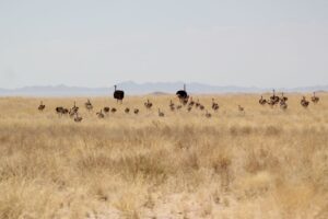 Ostrich Family