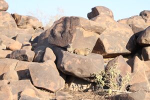 Hyrax sunning on rocks
