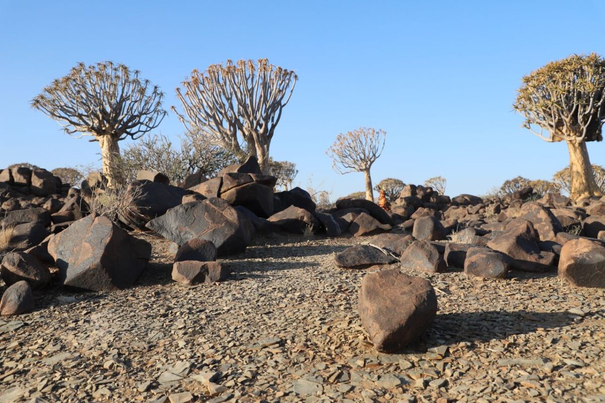 Quiver Trees & Giants Playground Wool-sack Rocks