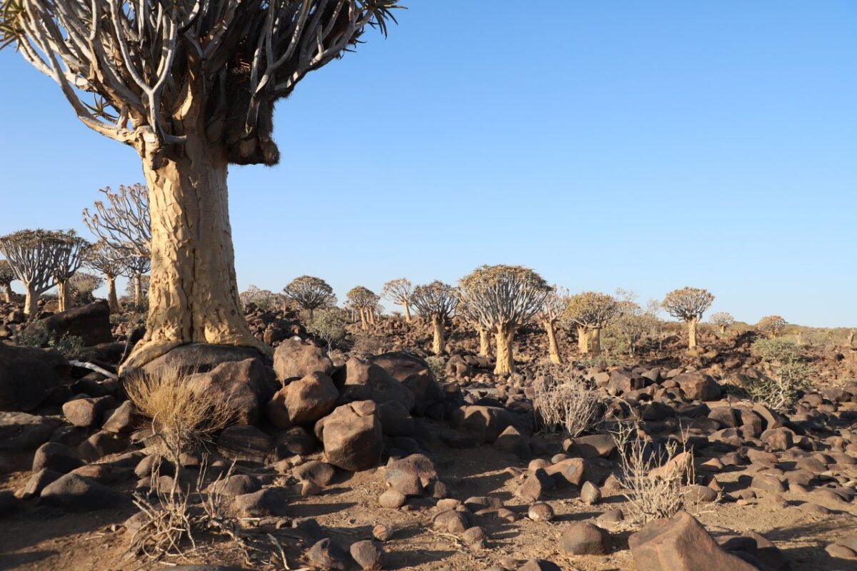 Quiver Tree Forest