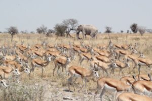 Herd of Springbok in Etosha