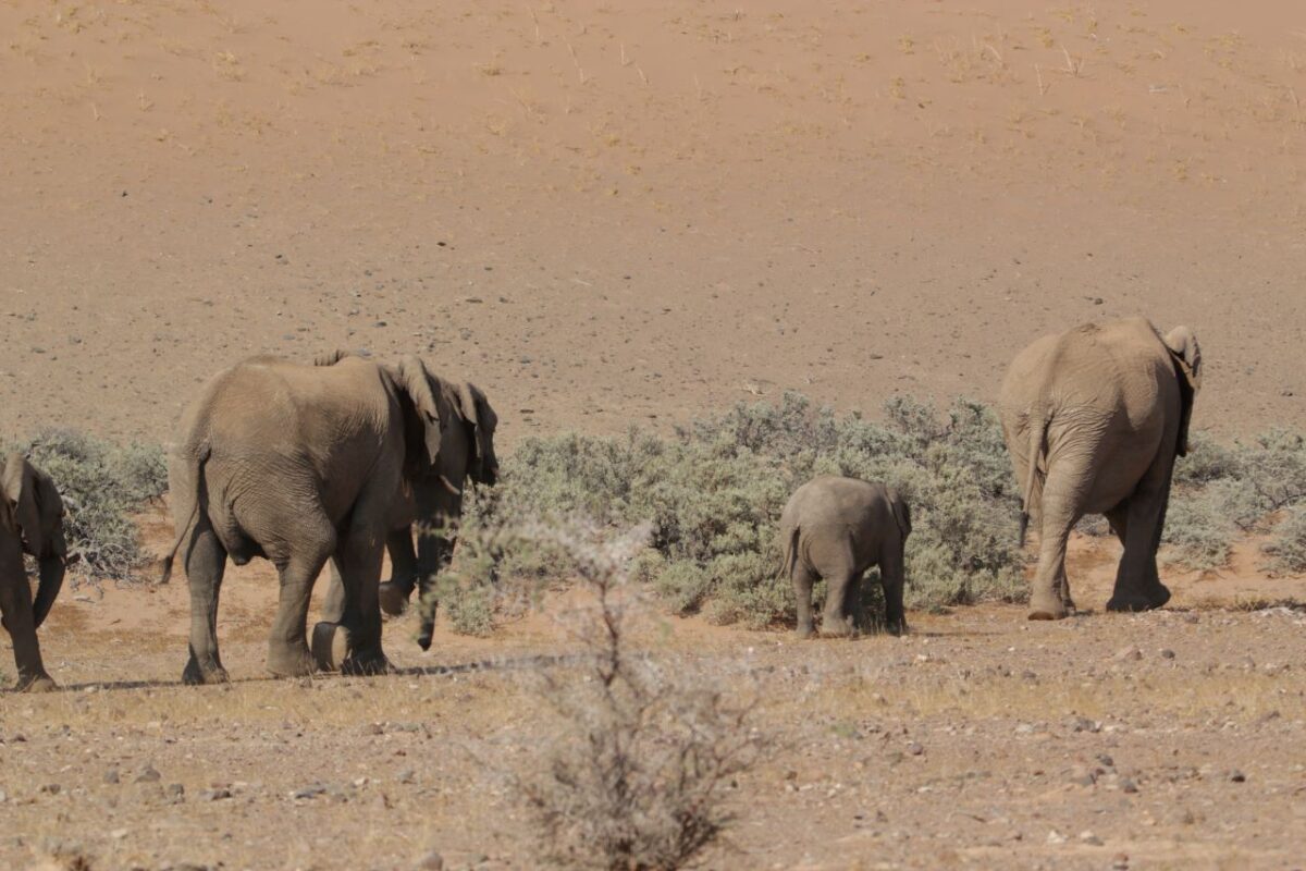 Desert Elephants